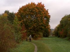 Hundespaziergang in herbstlicher Landschaft in Northeim.