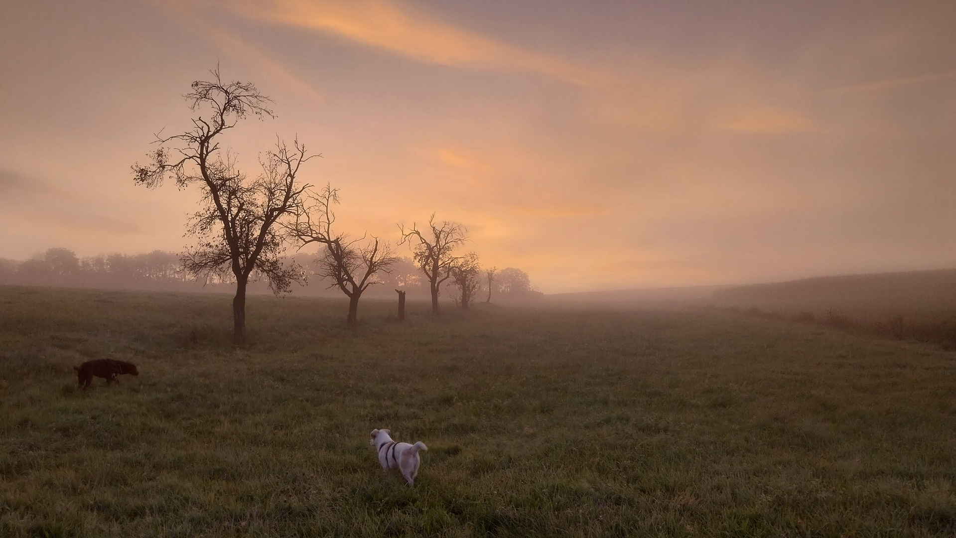 Hundespaziergang um 6.30 Uhr