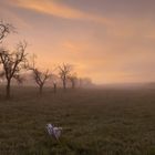 Hundespaziergang um 6.30 Uhr