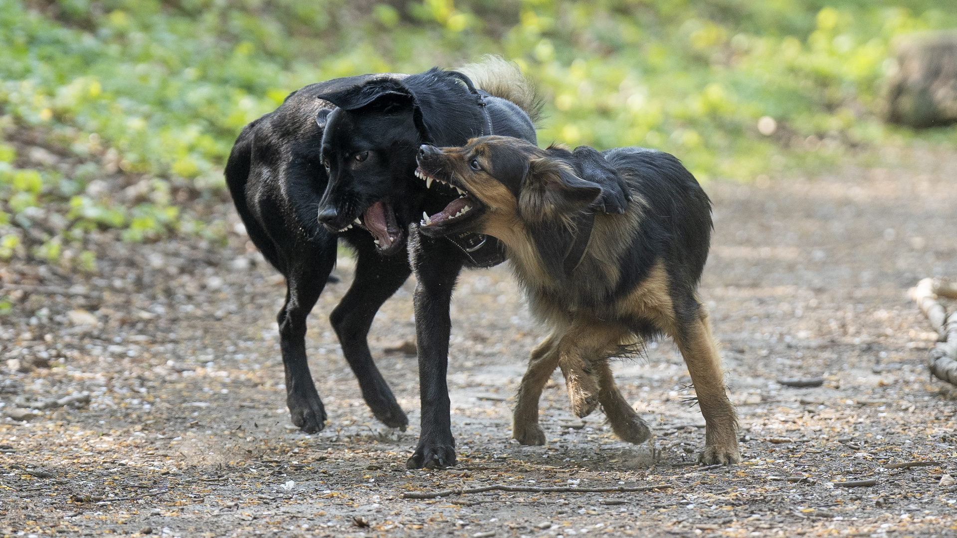 Hundespiel