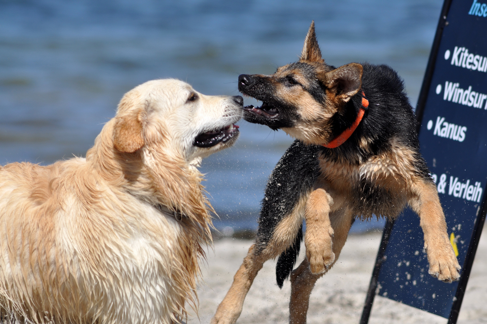 Hundespiel am Strand