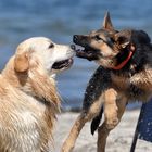 Hundespiel am Strand