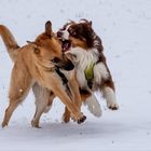 Hundespiel im Schnee