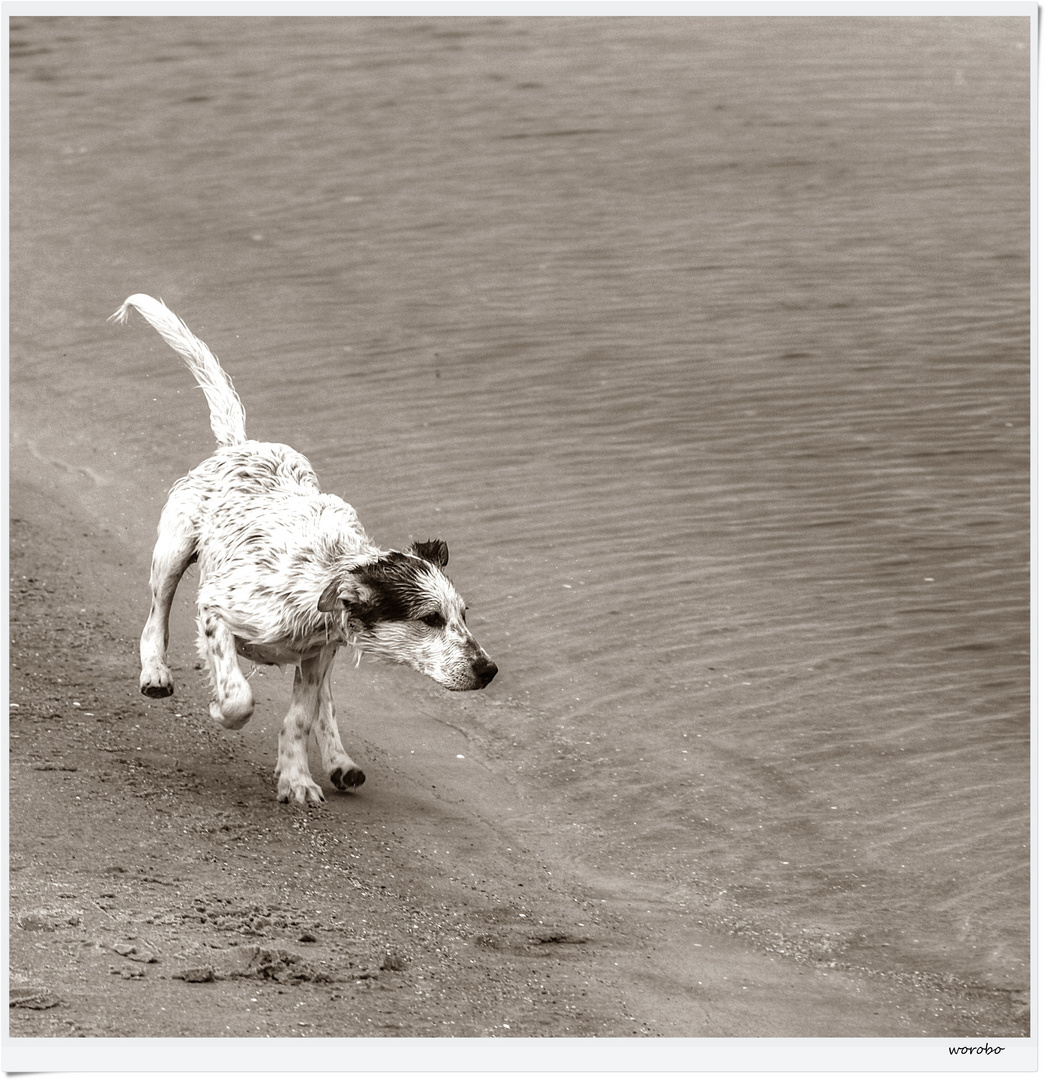Hundespiele De Kostenlos Hundespiele De Kostenlos
