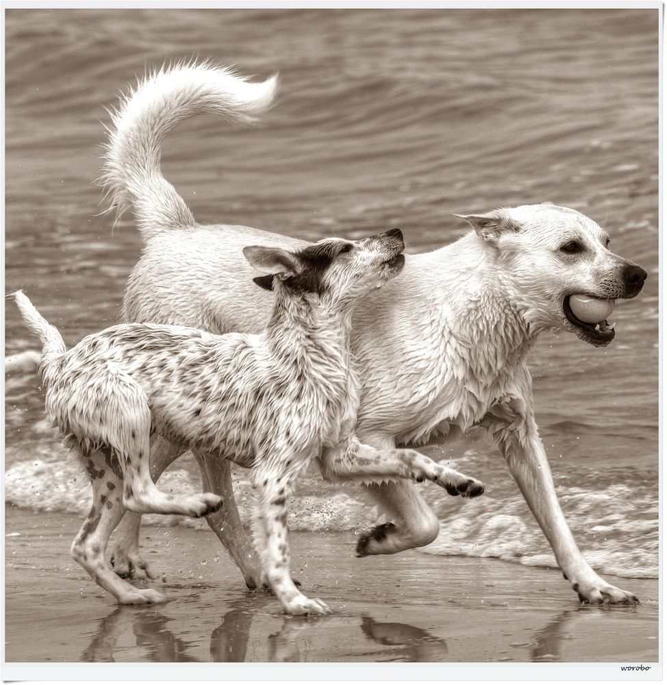 Hundespiele am Strand 12 Foto & Bild tiere, haustiere, hunde Bilder