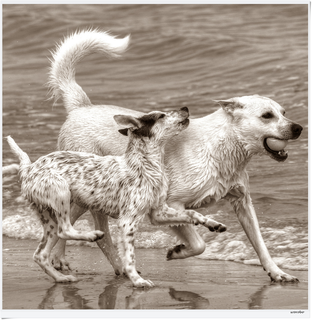 Hundespiele Hundespiele