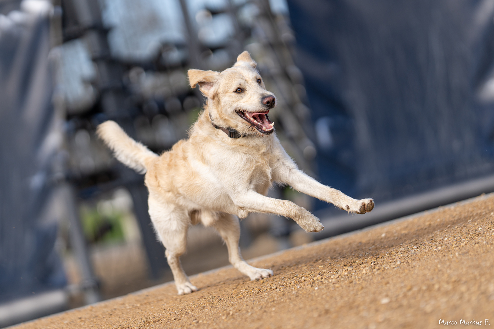 Hundespielplatz