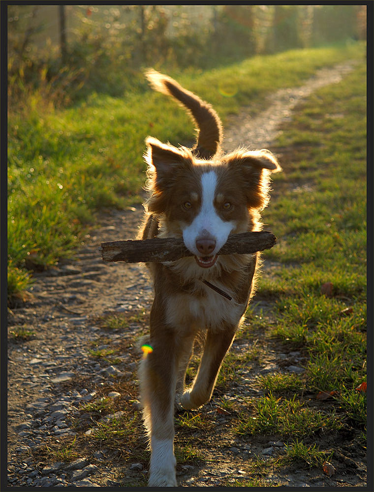 Hundespielzeug