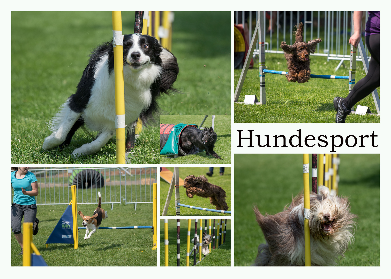 Hundesport