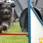 Hundesport - " Agility "  = 35 cm *