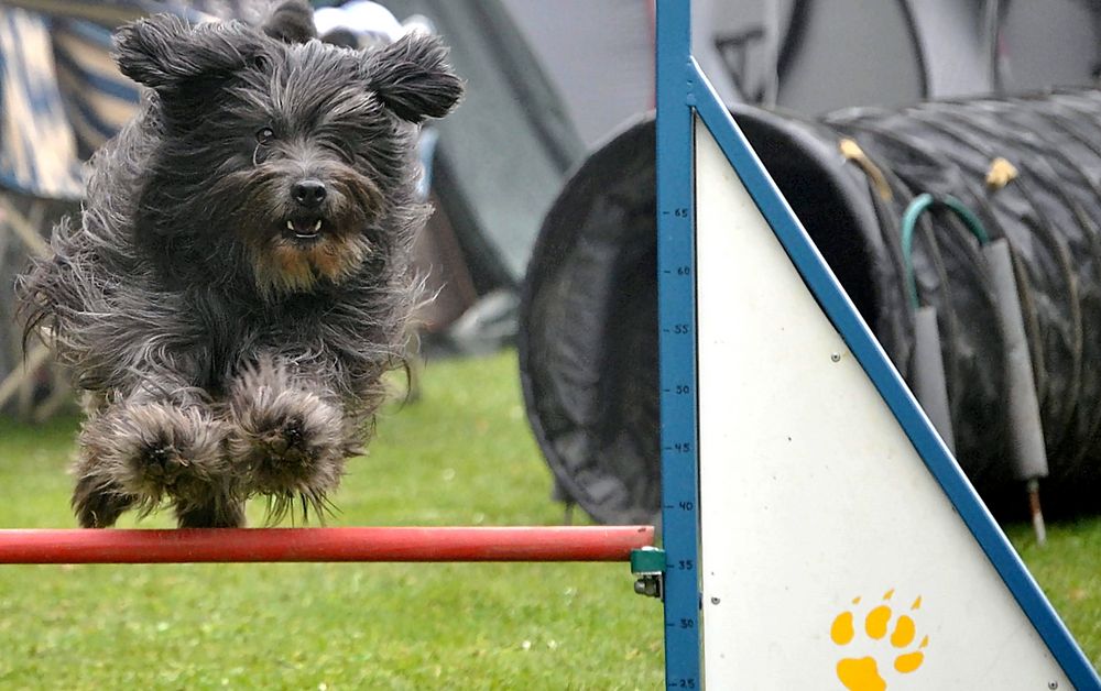 Hundesport - " Agility "  = 35 cm *