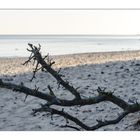 Hundesport am Strand