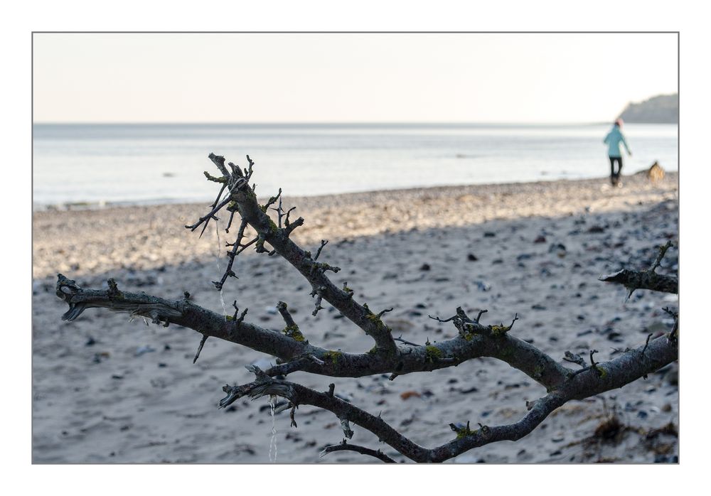 Hundesport am Strand