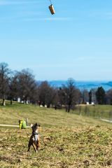 Hundesport mit Schikane