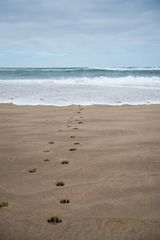 Hundespuren am Strand