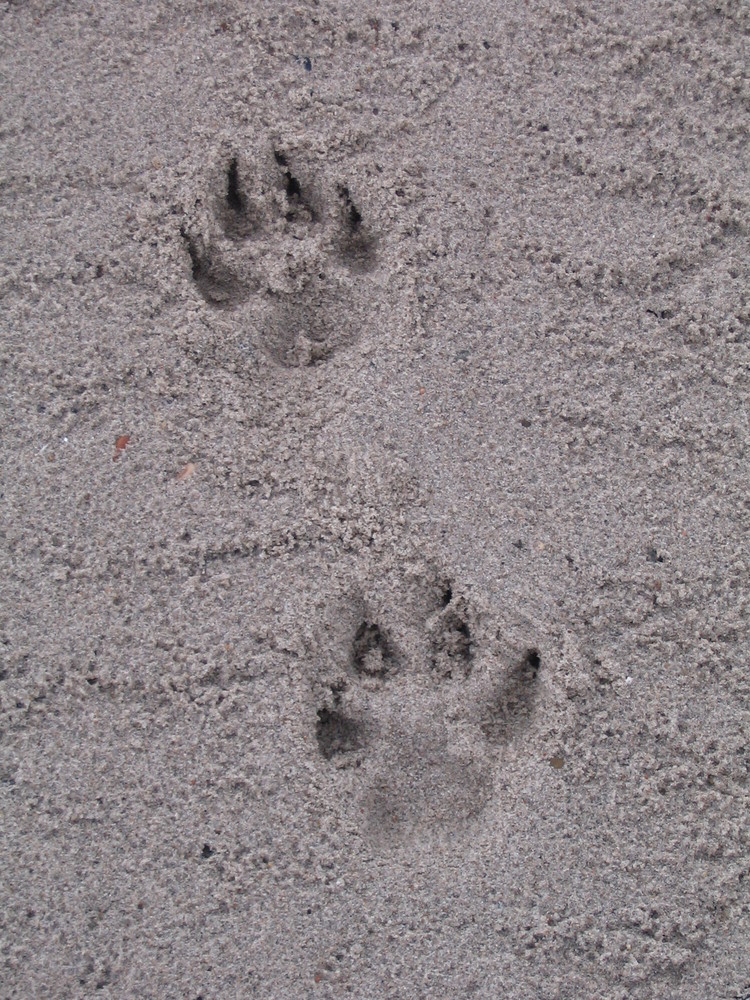 Hundespuren im Sand .... die ich gestern noch fand