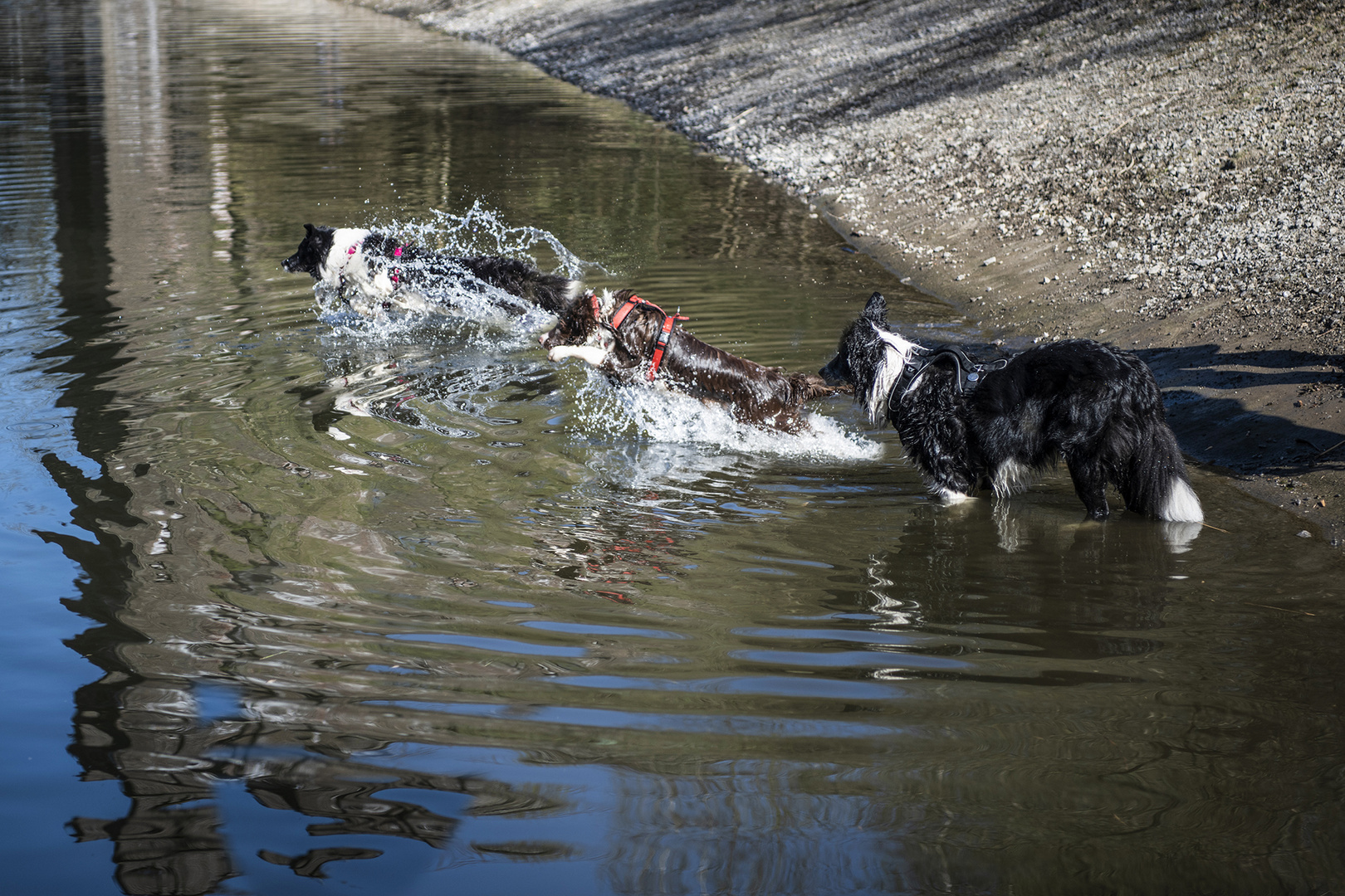 Hundestaffel mit Aufsicht