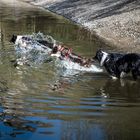 Hundestaffel mit Aufsicht