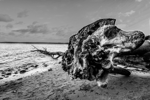 Hundestrand