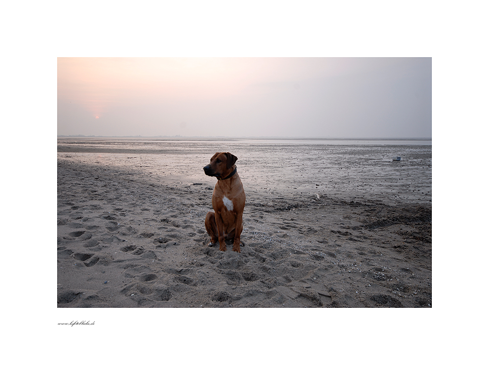 Hundestrand