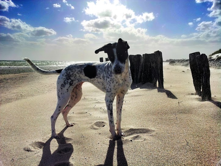 Hundestrand