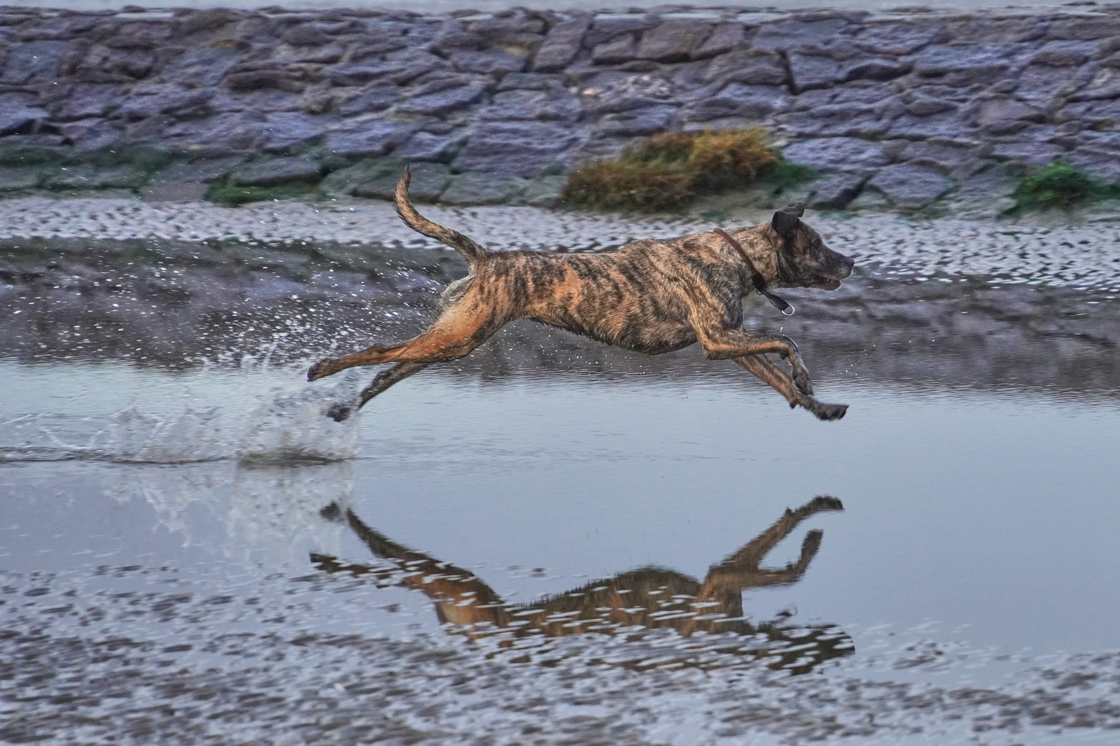 Hundestrand Cuxhaven