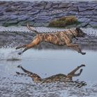 Hundestrand Cuxhaven