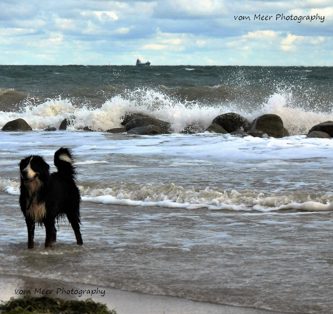 Hundestrand