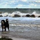 Hundestrand