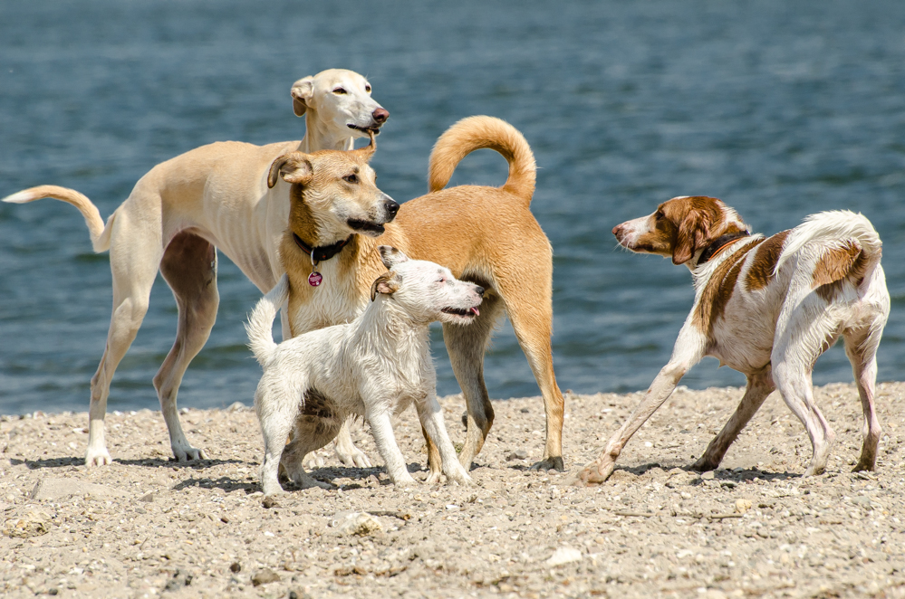 Hundestrand Oppenheim