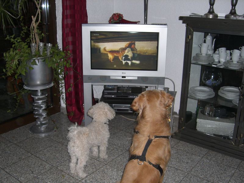 Hundestunde im Fernsehen Foto & Bild tiere, haustiere, hunde Bilder