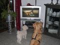 Hundestunde im Fernsehen von Michael Horn