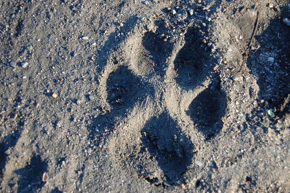 Hundetatzenabdruck im Sand am Strand