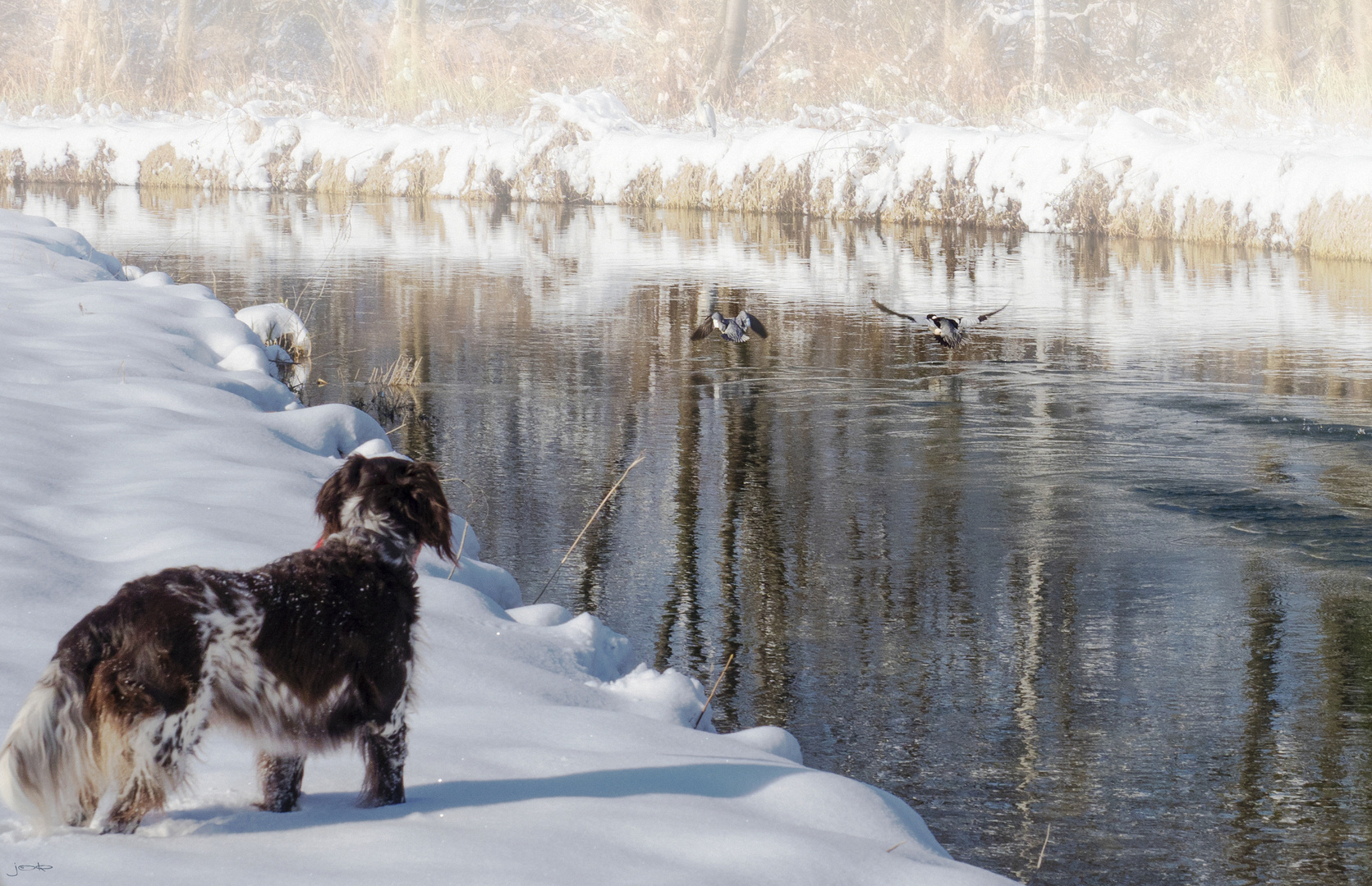 Hundeträume