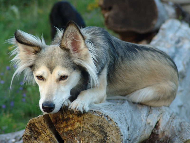 Hundeträume