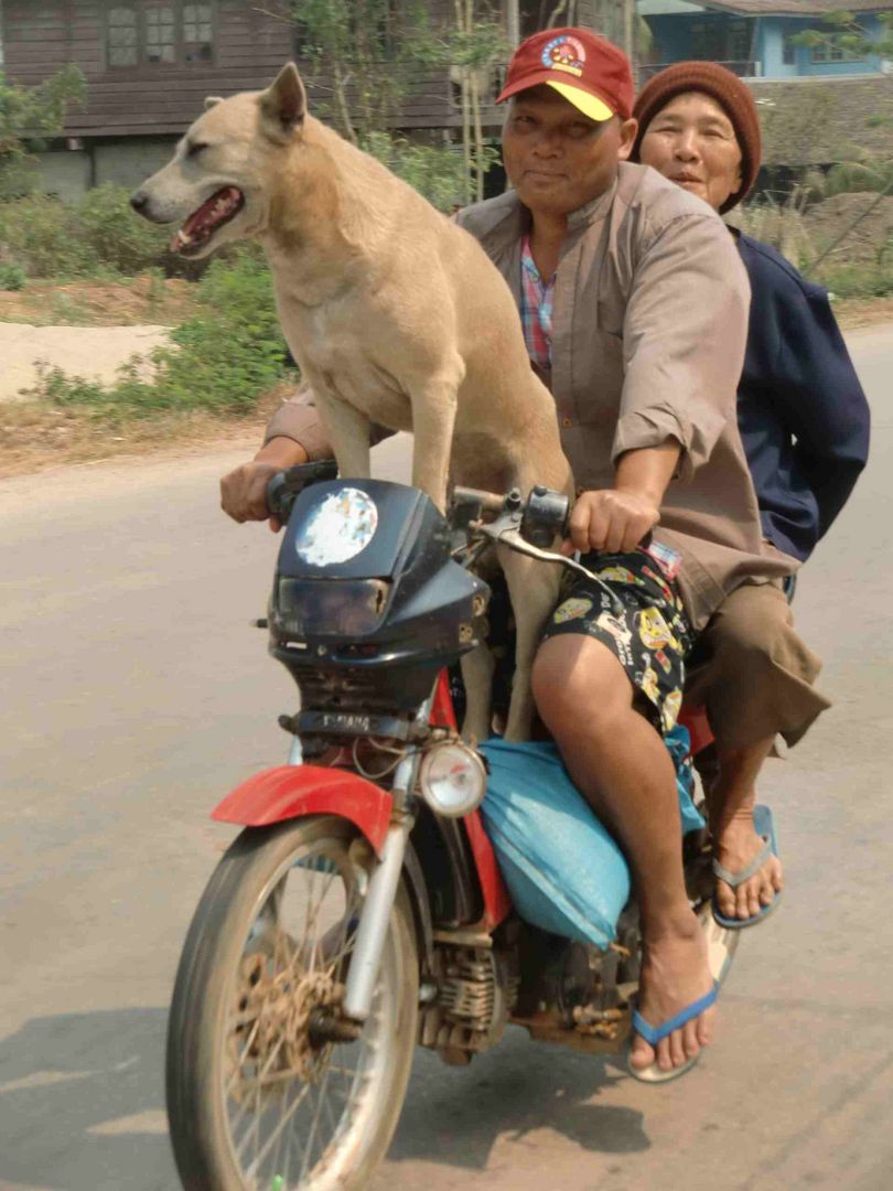 Hundetransport auf Thai