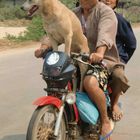Hundetransport auf Thai