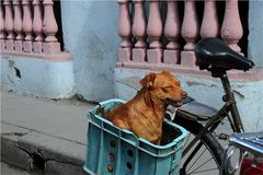 Hundetransport in Kuba