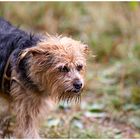 Hundetreff -CV -