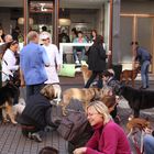 Hundetreffen