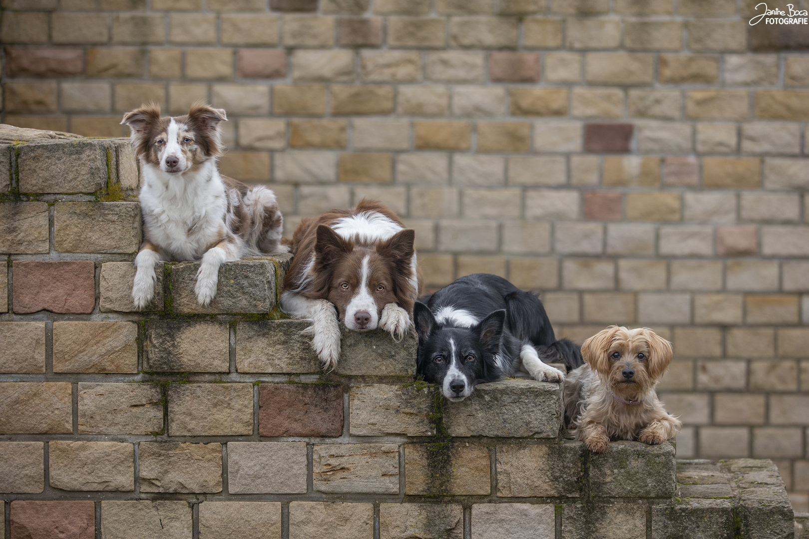 Hundetreppe