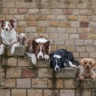 Hundetreppe