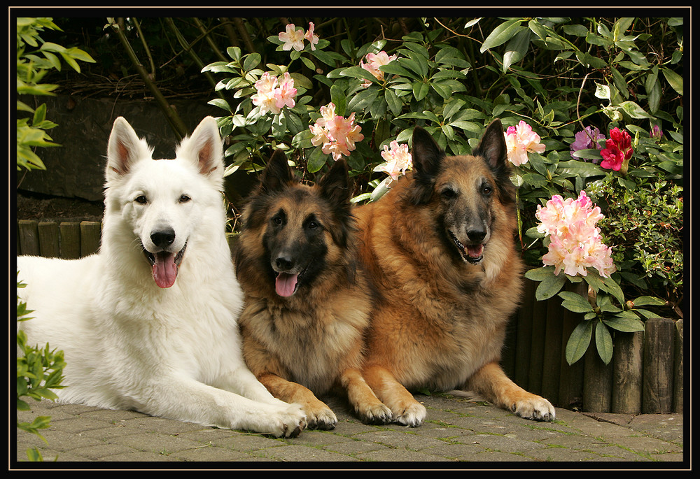 ***HUNDETRIO IM GARTEN***