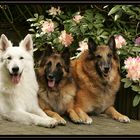 ***HUNDETRIO IM GARTEN***