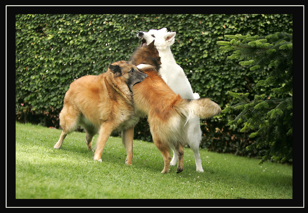 HUNDETRIO SPIELT!!