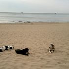 Hundeurlaub