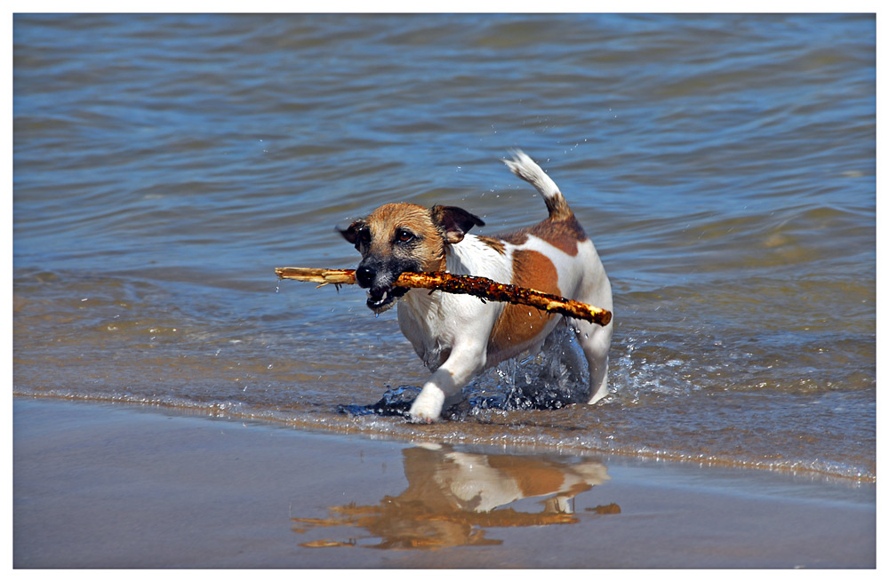 Hundeurlaubsvergnügen