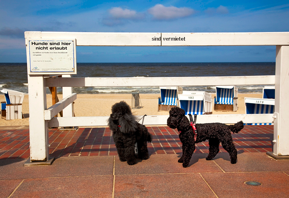 Hundevermietung auf Sylt