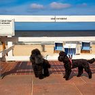 Hundevermietung auf Sylt