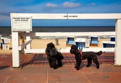 Hundevermietung auf Sylt